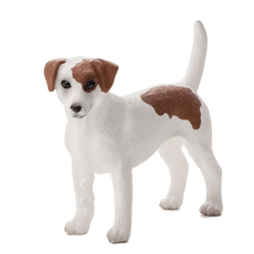 Jack Russell Terrier