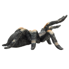 Red Kneed Tarantula