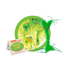 Nerve Cell