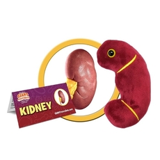 Kidney